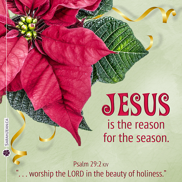Free SarahJean Christmas eCard with a Christian message entitled 'Jesus Is the Reason'. Image of poinsettia flower.