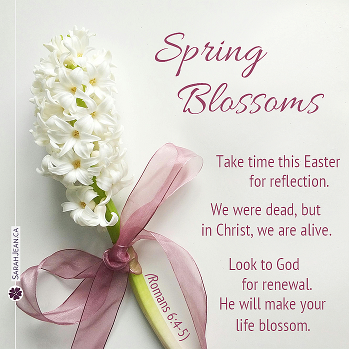Free SarahJean Easter eCard with a Christian message entitled 'Spring Blossoms'. Image of white flowers on stem with pink ribbon.
